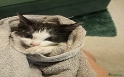 Domestic Shorthair cats for sale: Female kitten 17 weeks has thumbs - Image 2