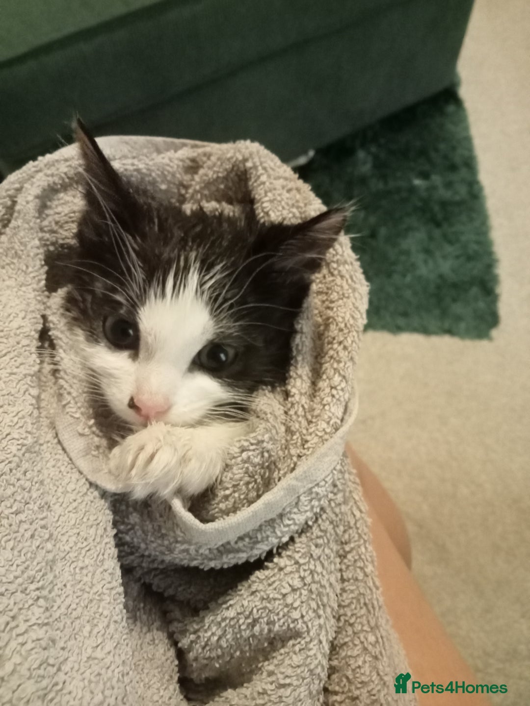 Domestic Shorthair cats for sale: Female kitten 17 weeks has thumbs - Image 2