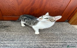 Mixed Breed cats for sale: Gorgeous female cat - Image 8