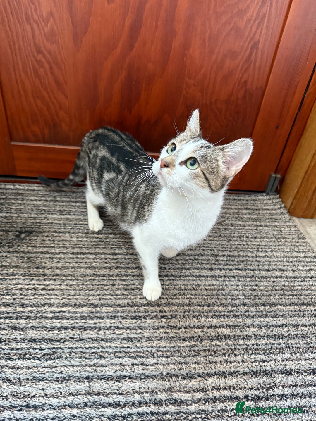 Mixed Breed cats for sale: Gorgeous female cat - Image 8