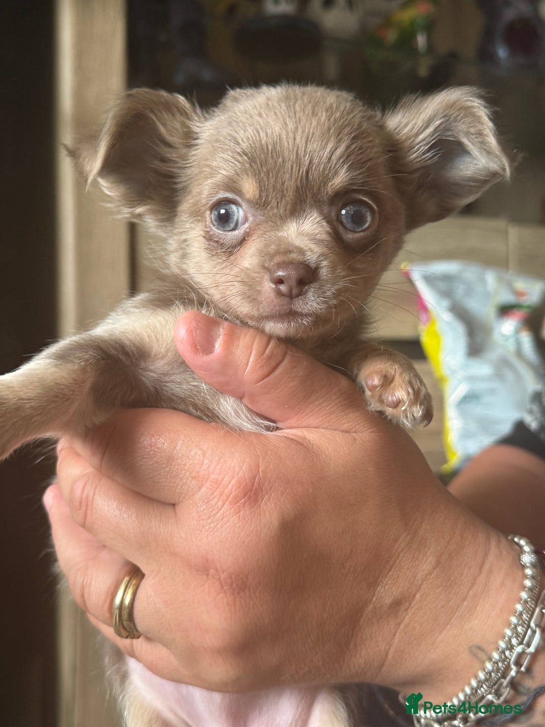 Chihuahua dogs for sale: Beautiful Chihuahuas - Image 4