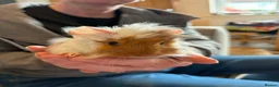 Guinea Pig rodents for sale: Baby Guinea Pigs - Advert 1