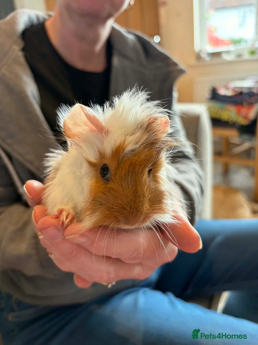 Guinea Pig rodents for sale: Baby Guinea Pigs - Advert 1