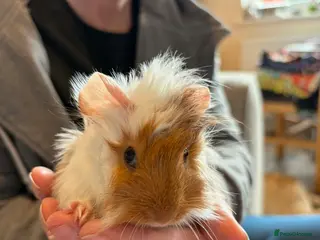 Guinea Pig rodents Baby Guinea Pigs - Advert 3