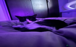 Domestic Shorthair cats for sale: Help needed for my lovely male cat Spyro - Image 6