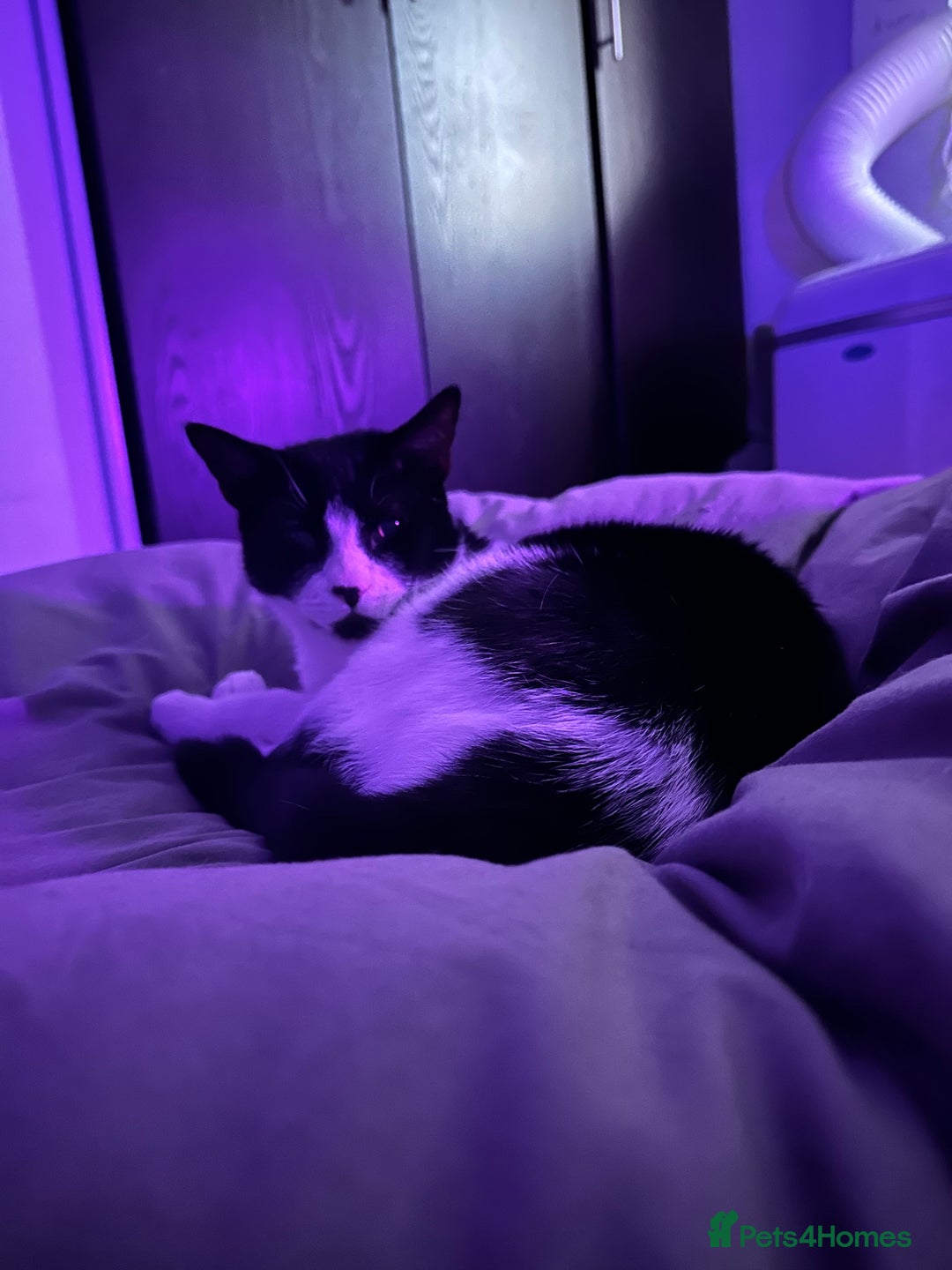 Domestic Shorthair cats for sale: Help needed for my lovely male cat Spyro - Image 6
