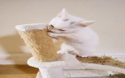 Domestic Shorthair cats for sale: Two female kittens looking for their forever homes - Image 3