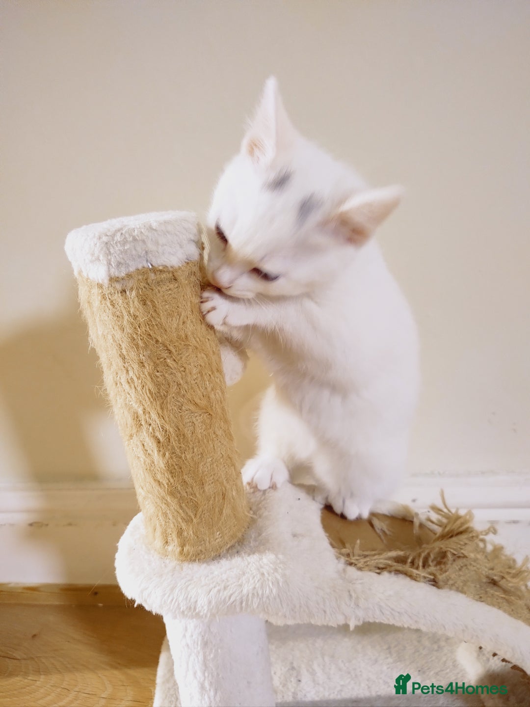Domestic Shorthair cats for sale: Two female kittens looking for their forever homes - Image 3