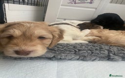 Cockapoo dogs for sale: Beautiful cockapoo puppies - Image 39