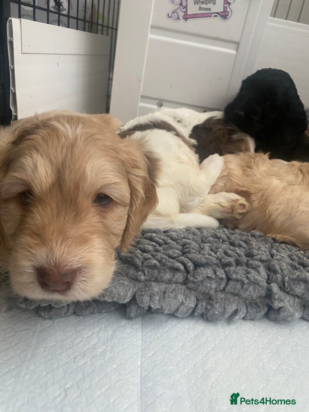 Cockapoo dogs for sale: Beautiful cockapoo puppies - Image 39