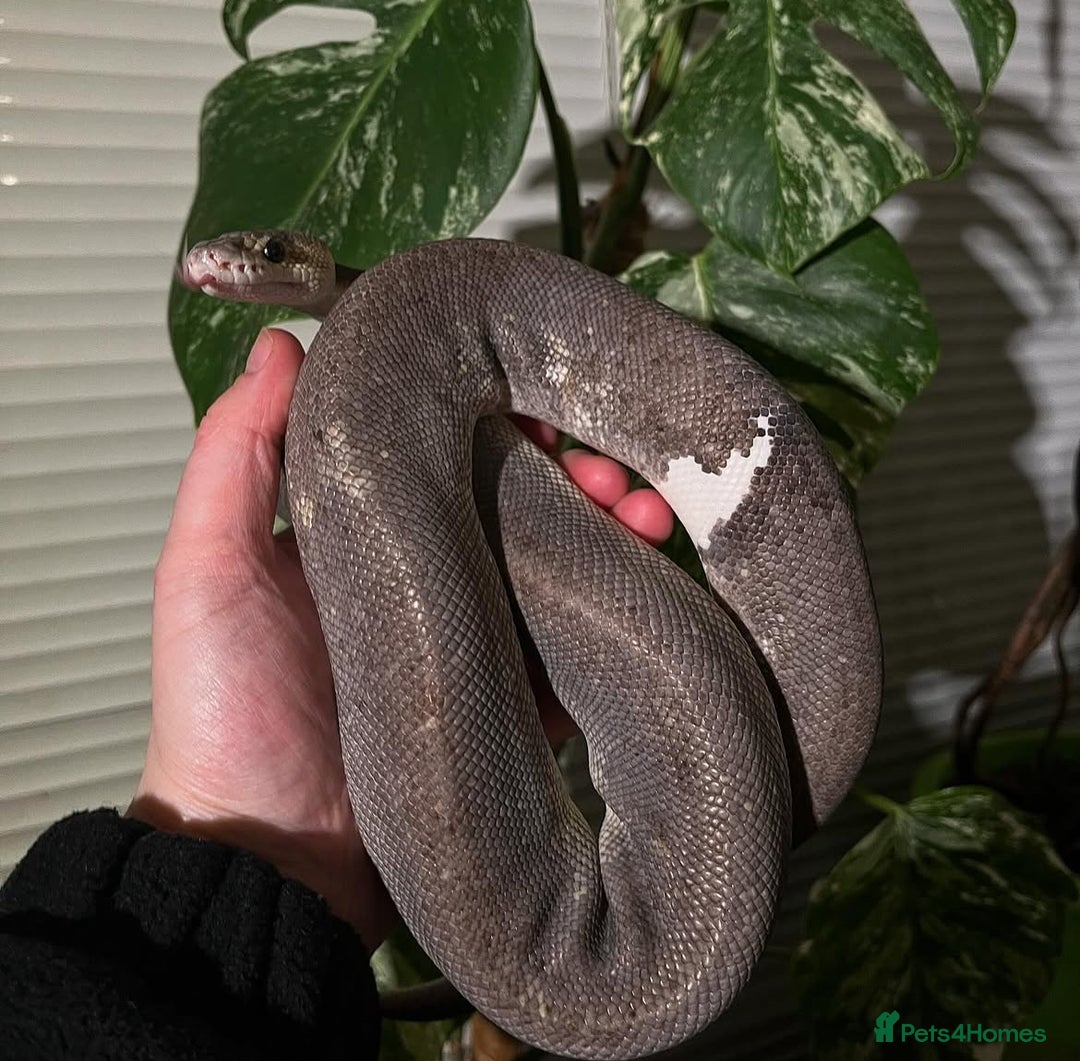 Python Snake reptiles for sale: Ball python for rehoming  - Advert 1