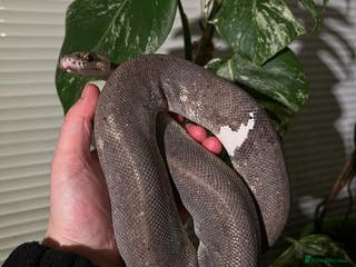 Python Snake reptiles Ball python for rehoming - Advert 1