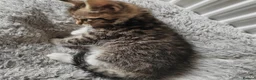 Mixed Breed cats for sale: Gorgeous kittens  - Advert 8