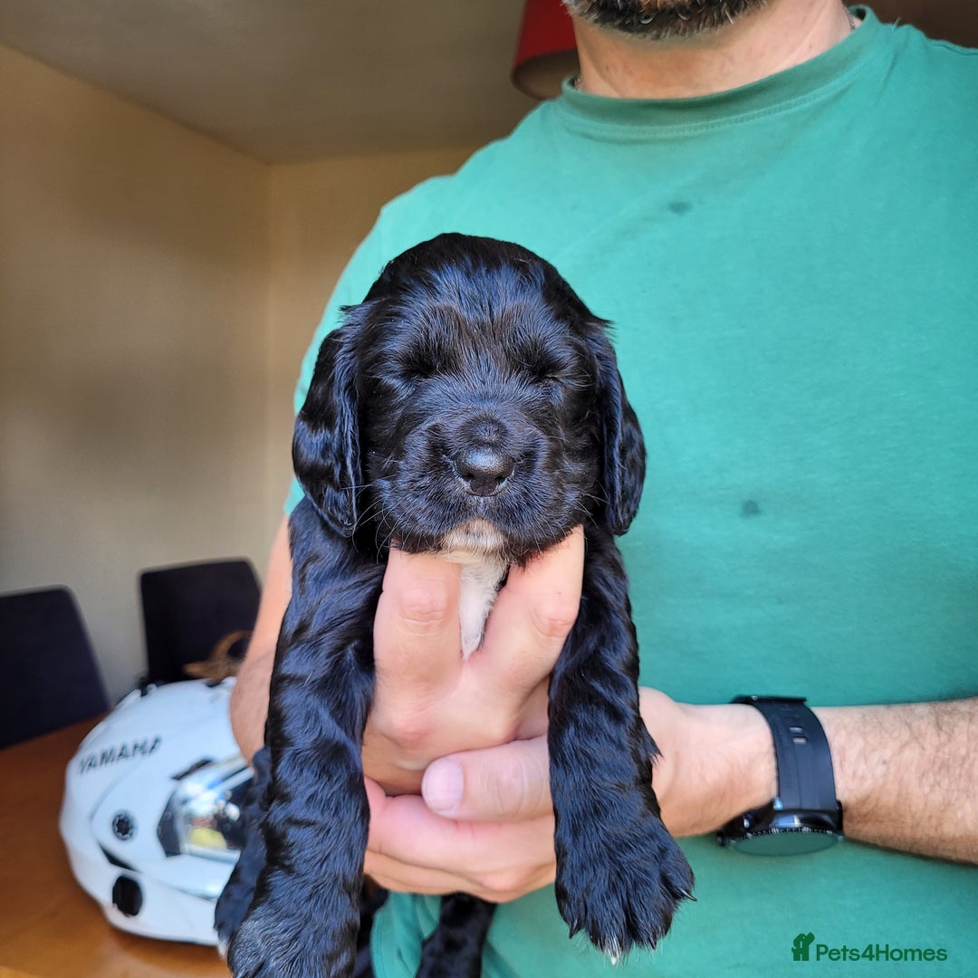 English Springer Spaniel dogs for sale: Lovely English Springer Spaniel boy - Image 17