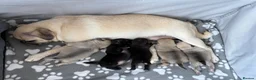 Pug dogs for sale: Beautiful Purebred Pug Pups (Parents can be seen) - Advert 5