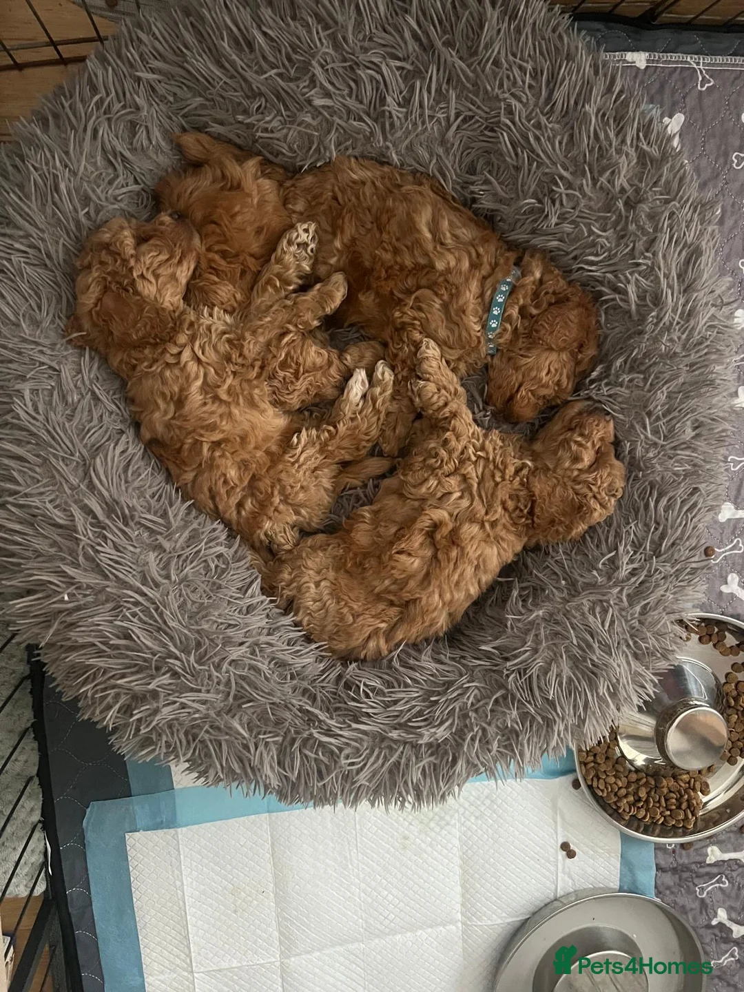 Toy Poodle dogs for sale: KC registered Toy Poodle puppies  - Advert 2
