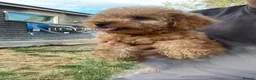 Labradoodle dogs for sale: Miniature labradoodle ready for their forever home - Advert 8