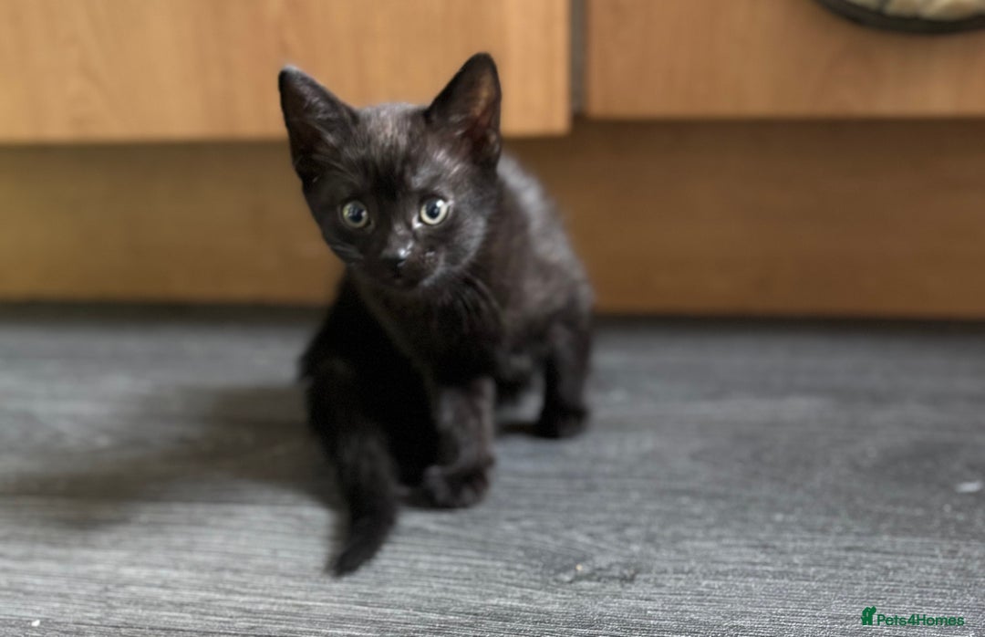 Mixed Breed cats for sale: 3 kittens  - Image 2