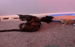 Mixed Breed cats for sale: 2 black male kittens ginger female  - Image 11