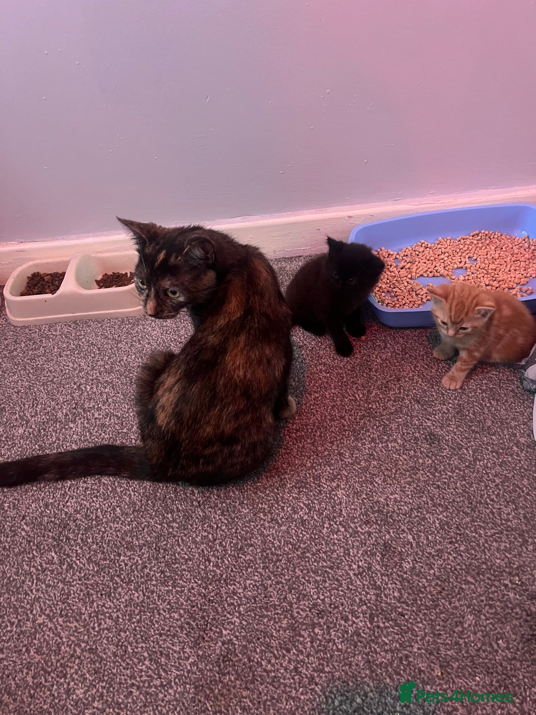 Mixed Breed cats for sale: 2 black male kittens ginger female  - Image 11