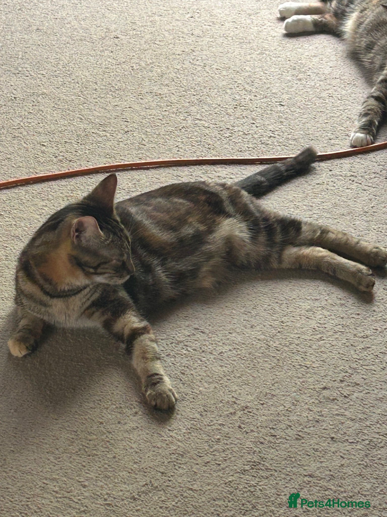 Mixed Breed cats for sale: Lovable black and dark brown stripped kitten - Advert 1