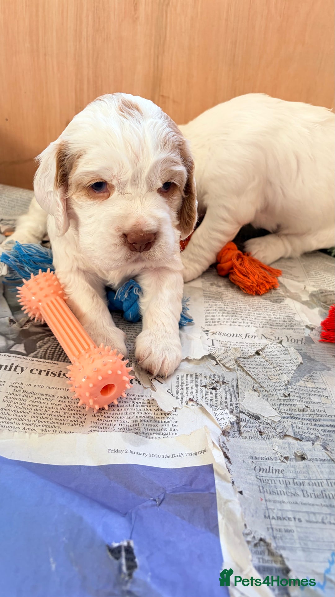Clumber Spaniel dogs for sale: Clumber Spaniel Puppies For Sale  - Advert 16