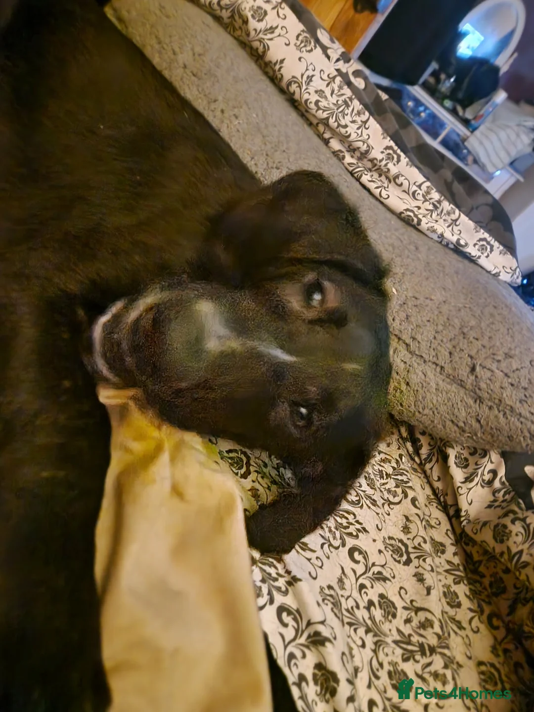 Mixed Breed dogs for adoption: Roonie 5 month Lab Cross  - Advert 5