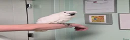 Cockatoo birds for sale: (Rare chance) Handreared Umbrella Cockatoo & Galah - Advert 6