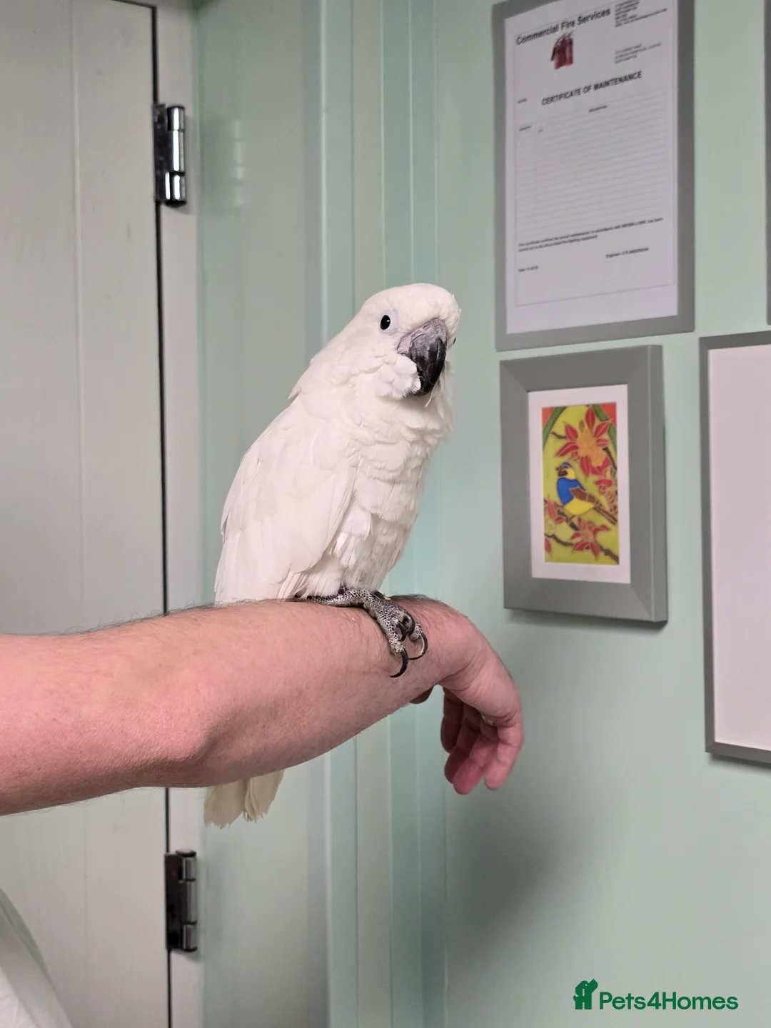 Cockatoo birds for sale: (Rare chance) Handreared Umbrella Cockatoo & Galah - Advert 6