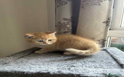 British Shorthair cats for sale: 🐾 Gorgeous British Shorthair Kittens 🐾 - Image 6