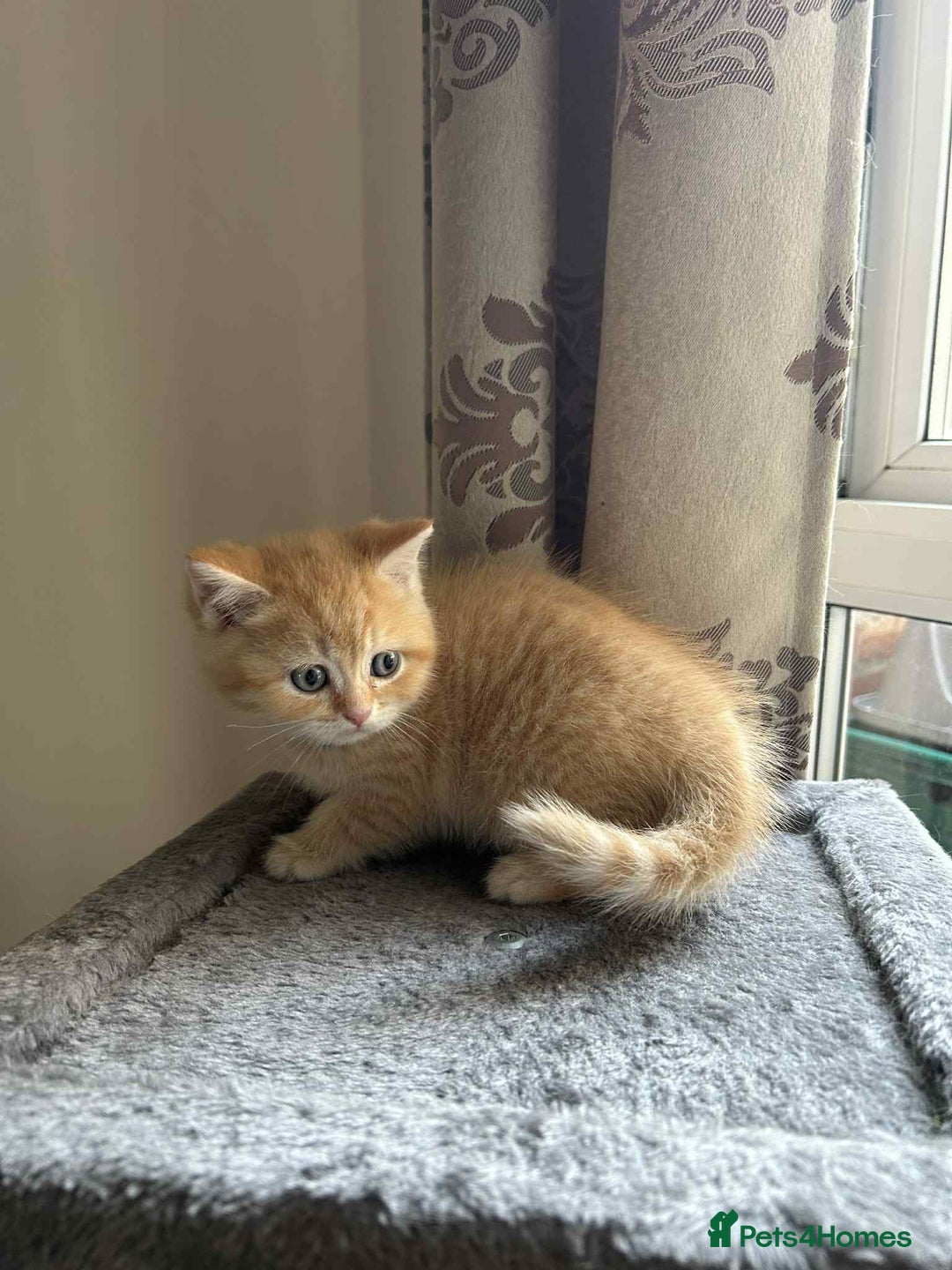 British Shorthair cats for sale: 🐾 Gorgeous British Shorthair Kittens 🐾 - Image 6