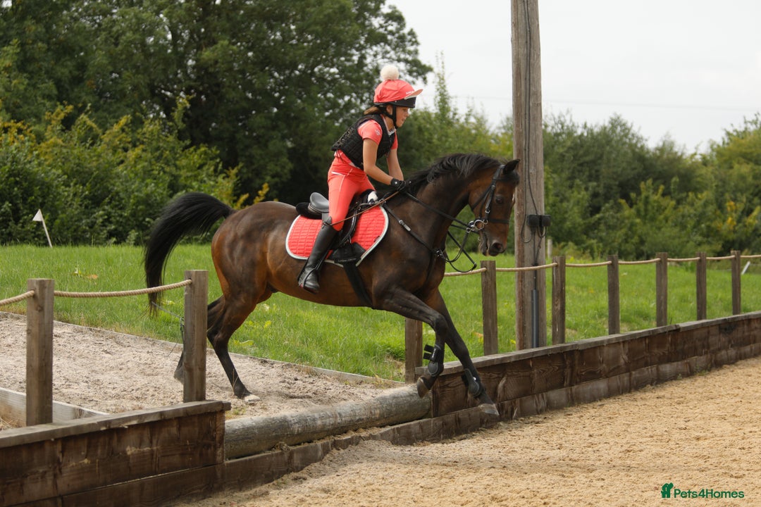 Arabian horse horses for sale: Part Bred 14.2hh Arab alrounder - Image 3