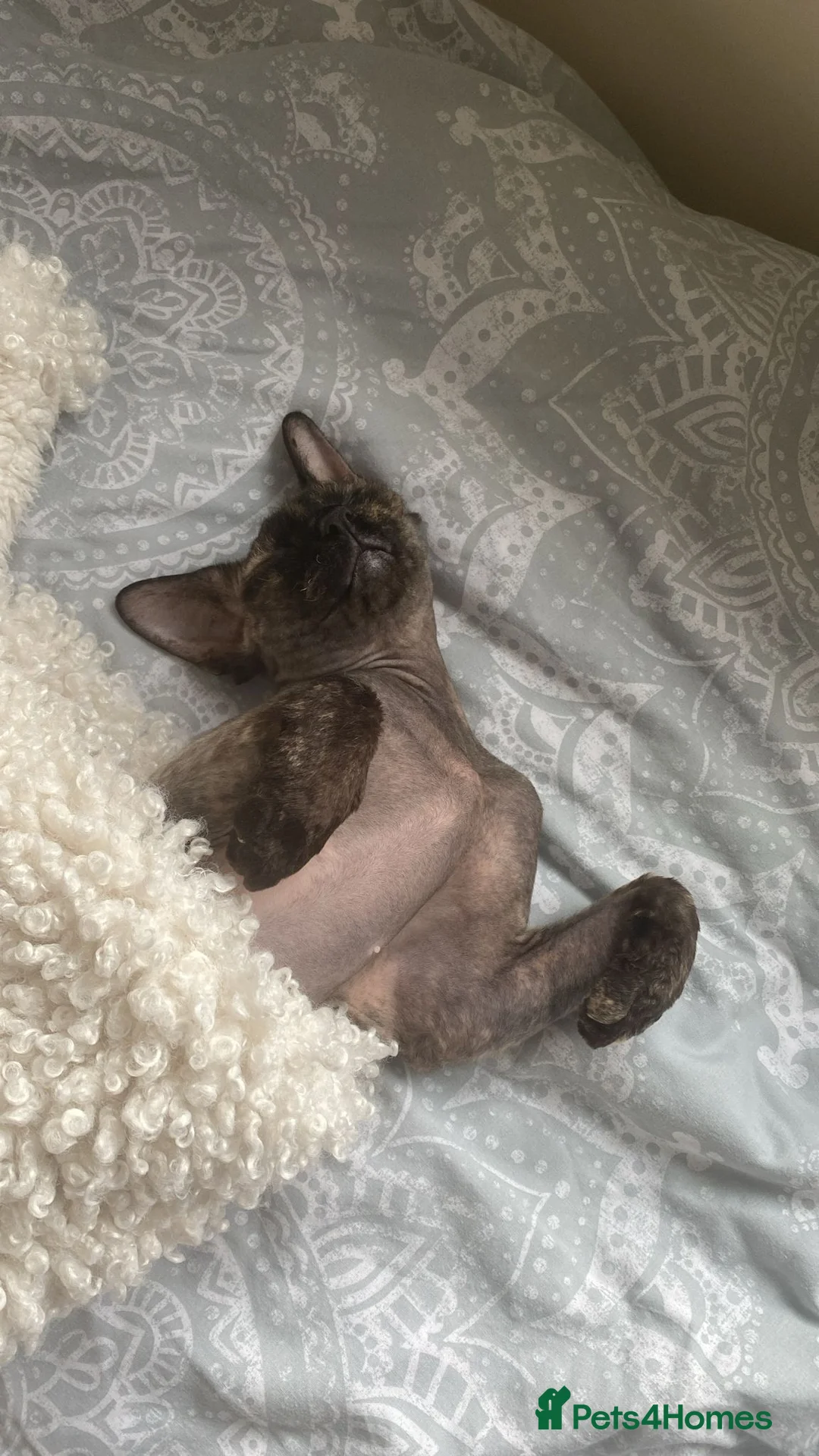 Sphynx cats for sale: Lovely Sphynx cat - Advert 4