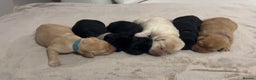 Labrador Retriever dogs for sale: Gorgeous Labrador puppies for sale  - Advert 15