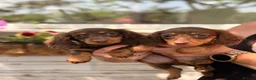 Dachshund dogs for sale: Miniature dachshund puppies for sale  - Advert 8
