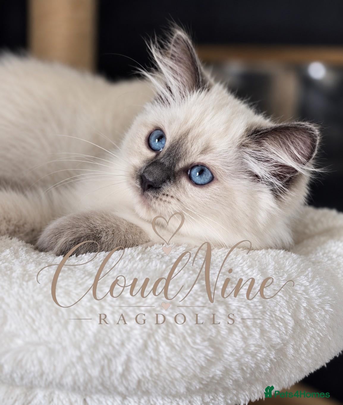 Ragdoll cats 🐾 READY NOW - LAST BOY - TICA-REGISTERED 🐾 - Advert 2