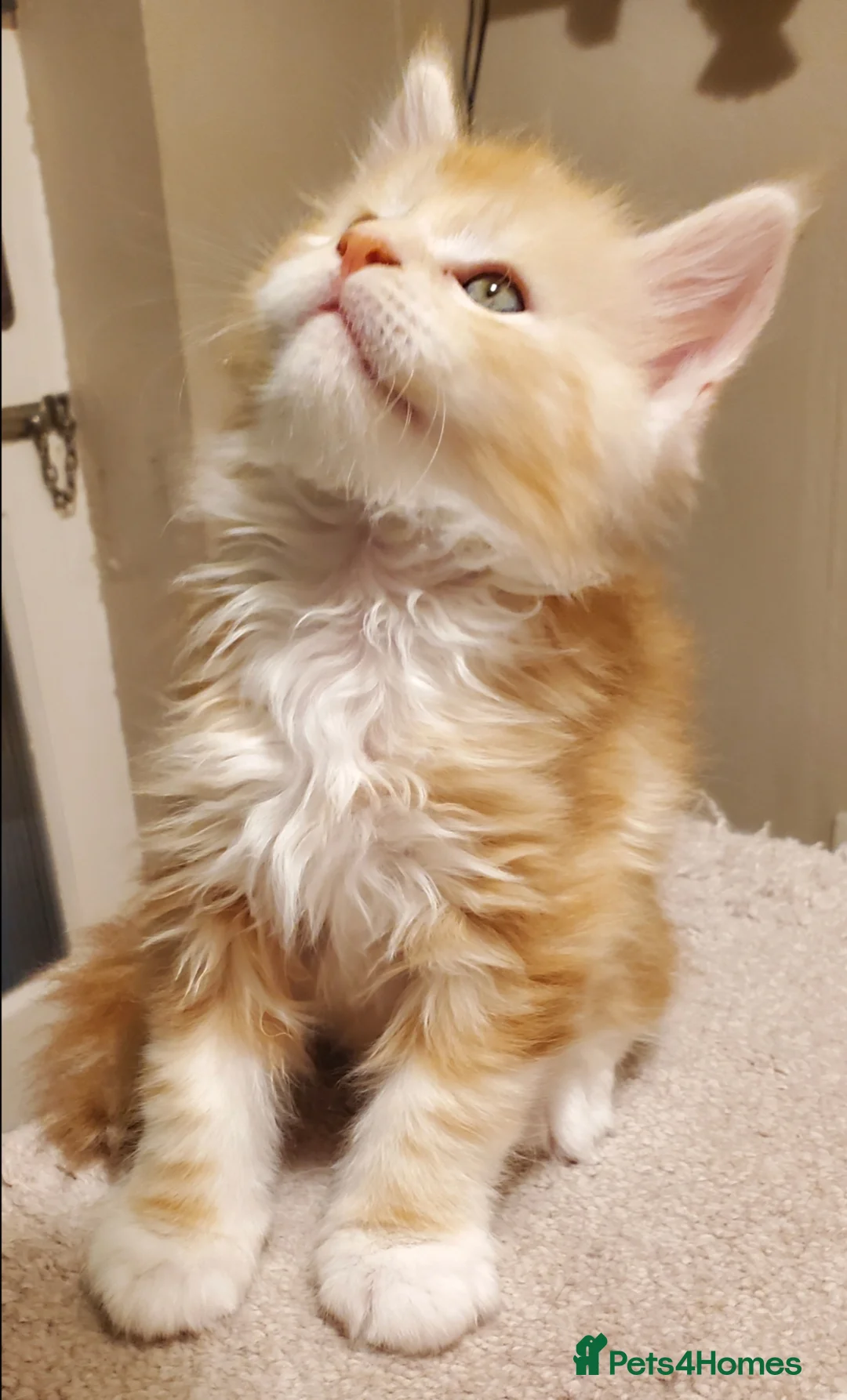 Maine Coon cats for sale: GOURGEOUS XXL MAINE COON KITTENS!!! - Advert 13