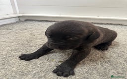 Mastiff dogs for sale: Pedigree Puppies of our Portuguese cattle dogs. - Image 17