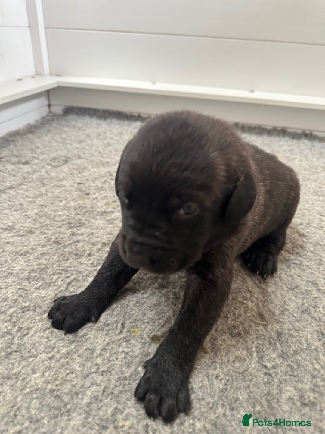 Mastiff dogs for sale: Pedigree Puppies of our Portuguese cattle dogs. - Image 17
