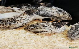 Quail poultry for sale: Quail (Button, King, Chinese Painted) - Image 9