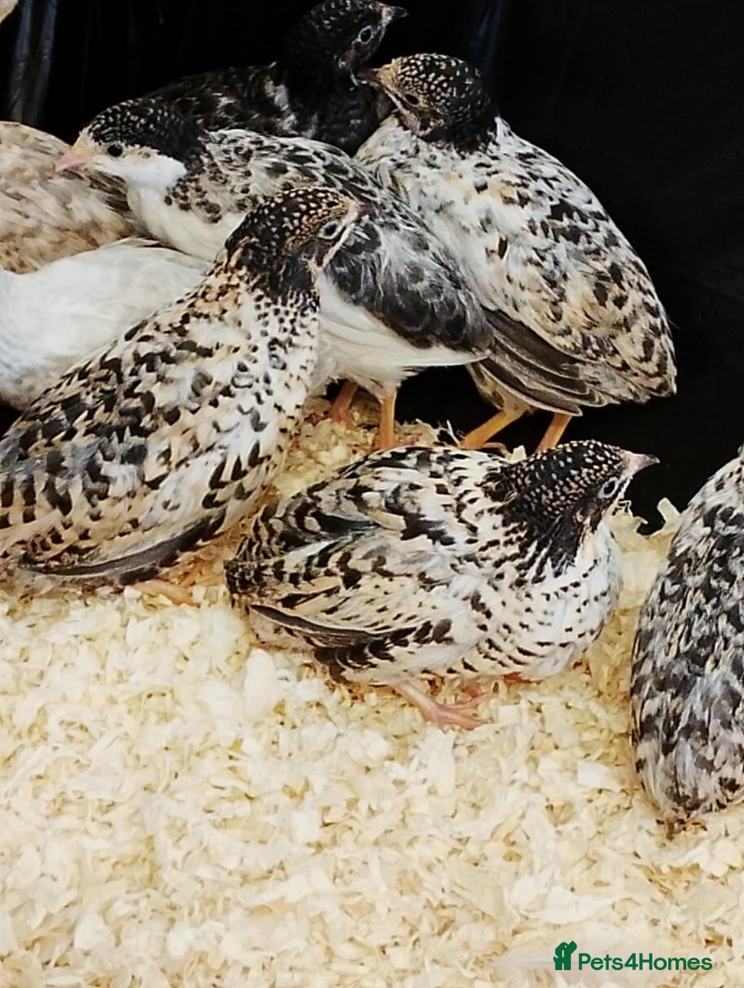 Quail poultry for sale: Quail (Button, King, Chinese Painted) - Image 9