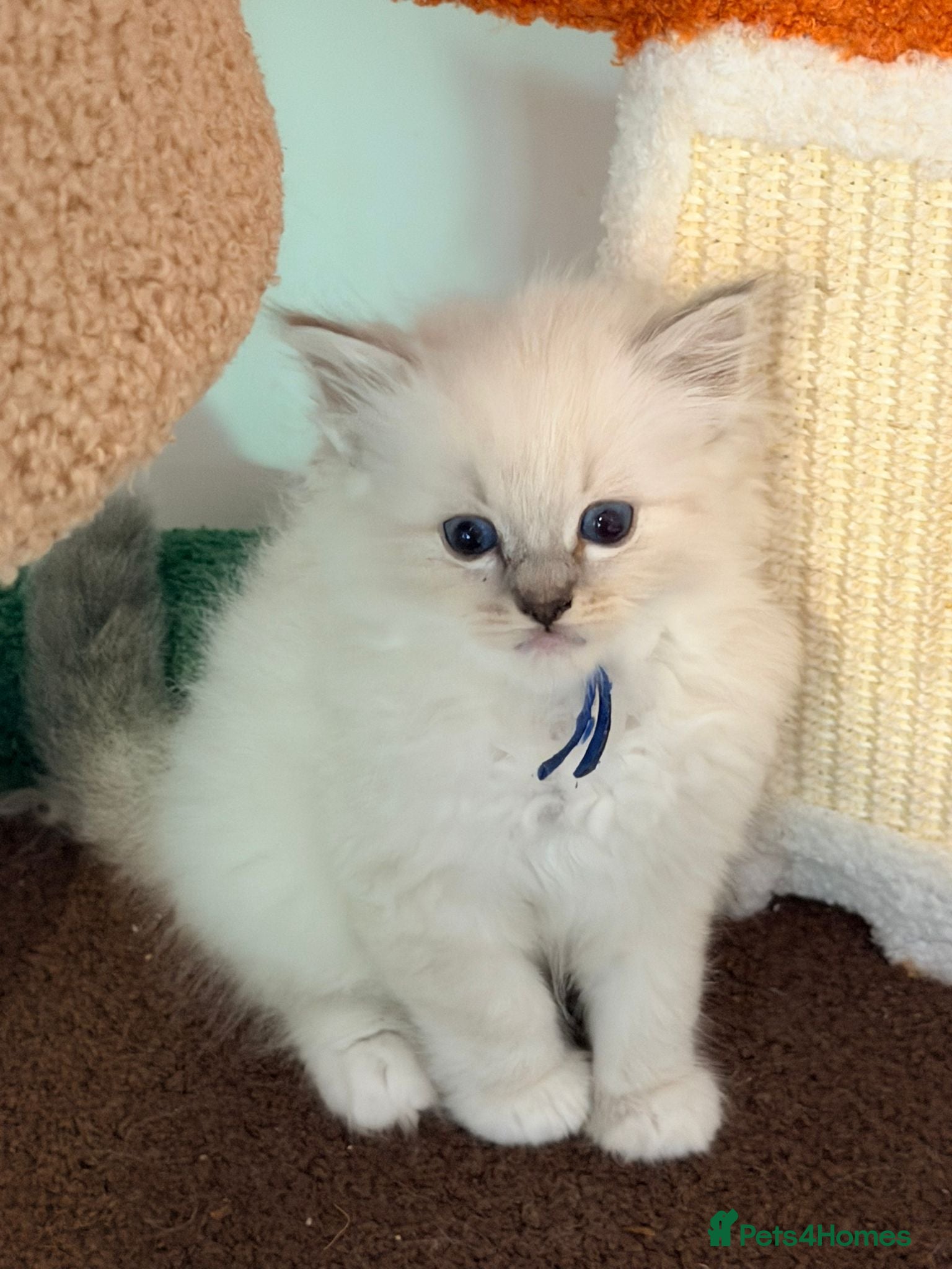 Ragdoll cats Last reduced  tica reg ragdoll kittens left  - Advert 3