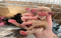 Cockapoo dogs for sale: Cockapoo Puppies - Image 4