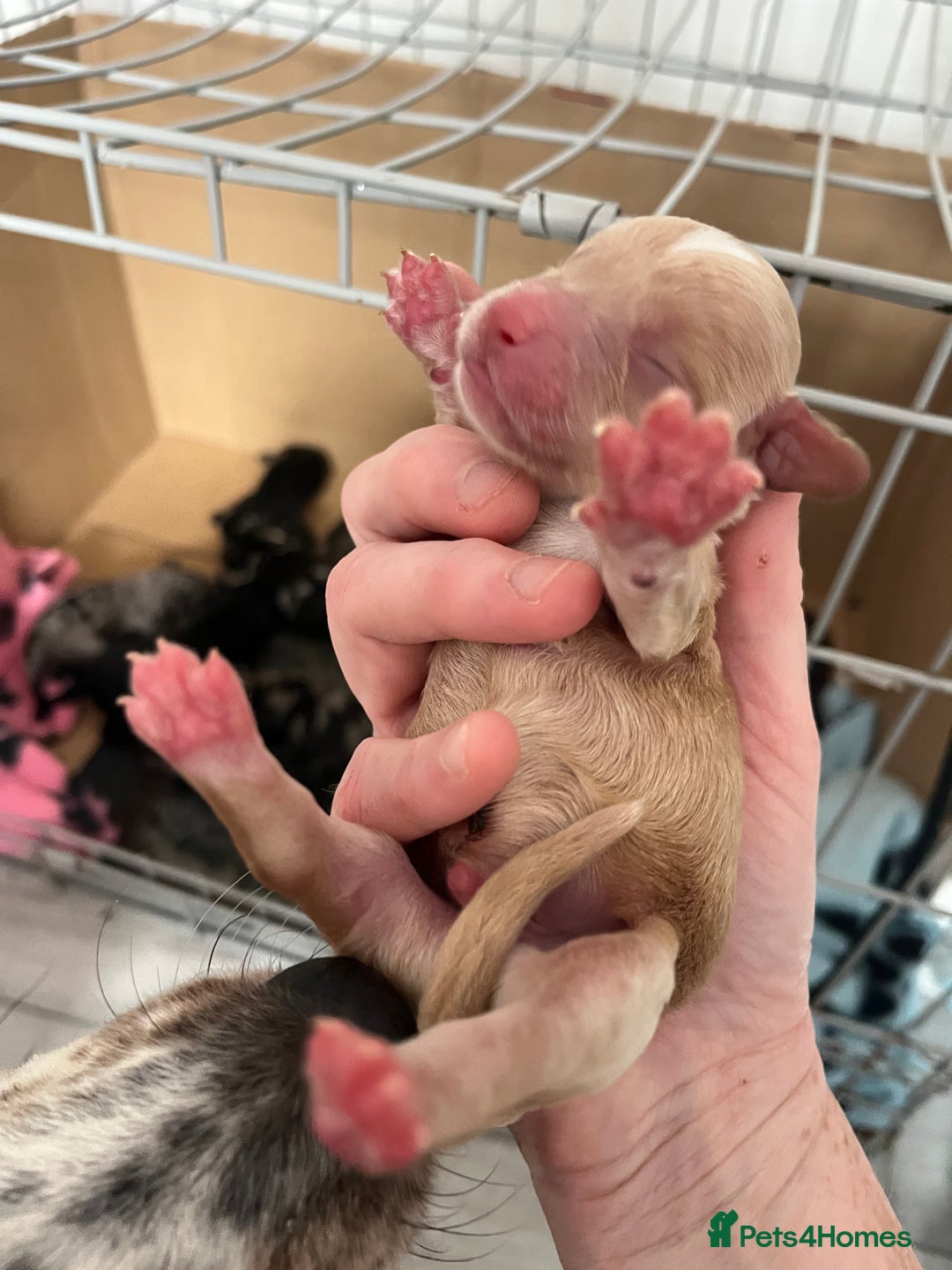 Cockapoo dogs for sale: Cockapoo Puppies - Image 4