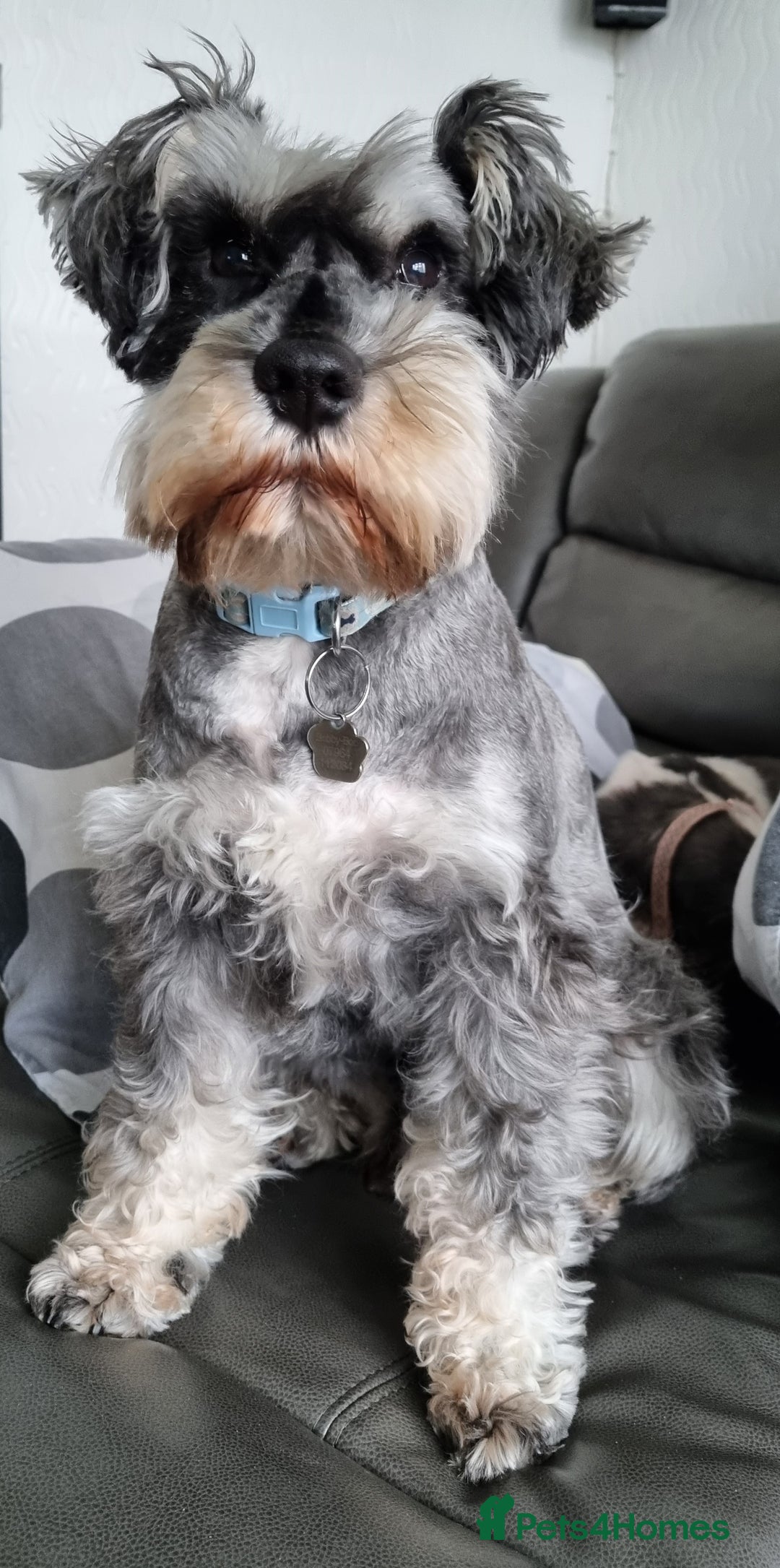 Miniature Schnauzer dogs for stud: stunning Kc registererd proven miniature schnauzer in Wolverhampton - Advert 8