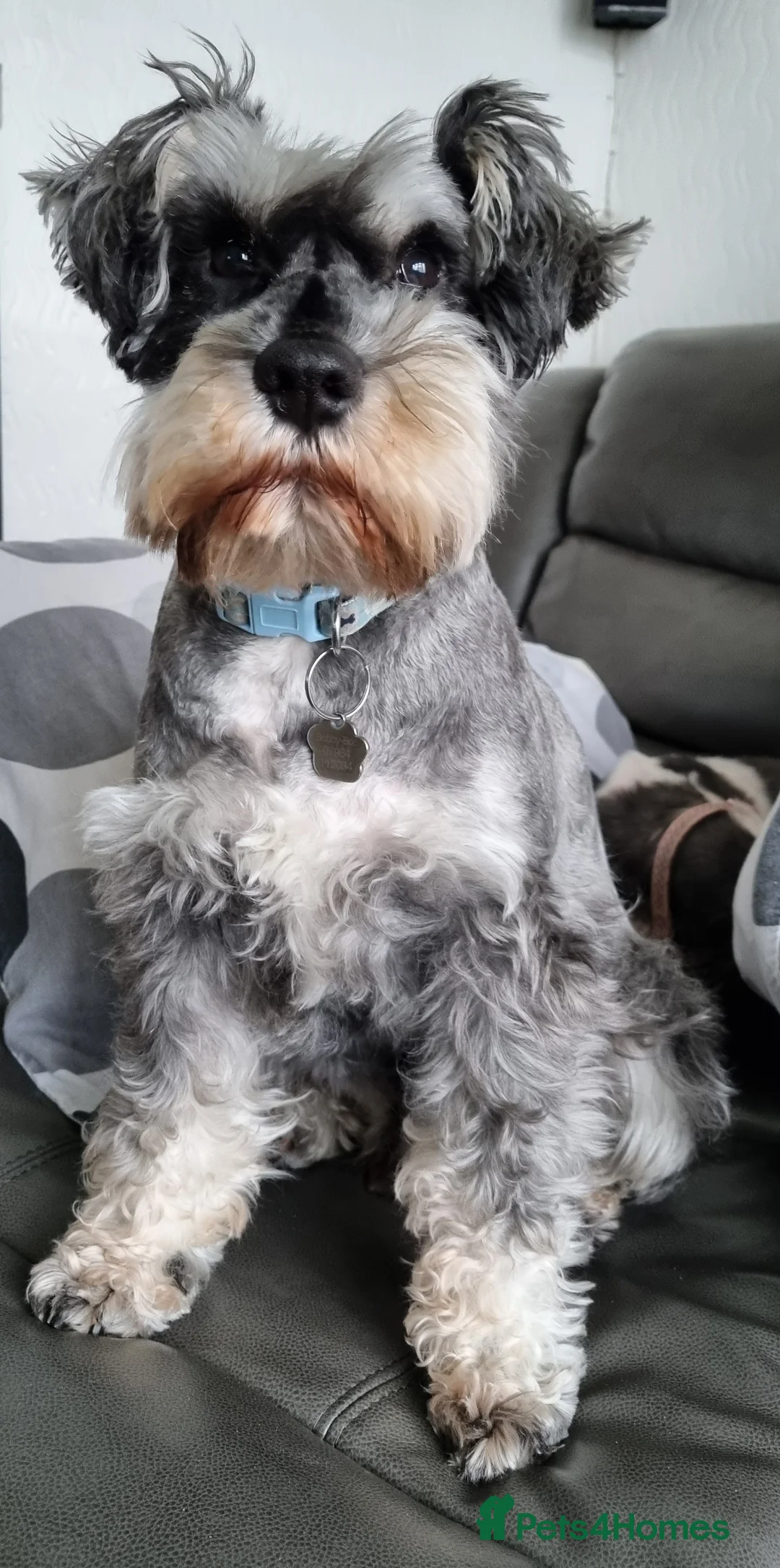 Miniature Schnauzer dogs for stud: stunning Kc registererd proven miniature schnauzer in Wolverhampton - Advert 8