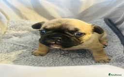 French Bulldog dogs for sale: French bulldog pups! - Image 3