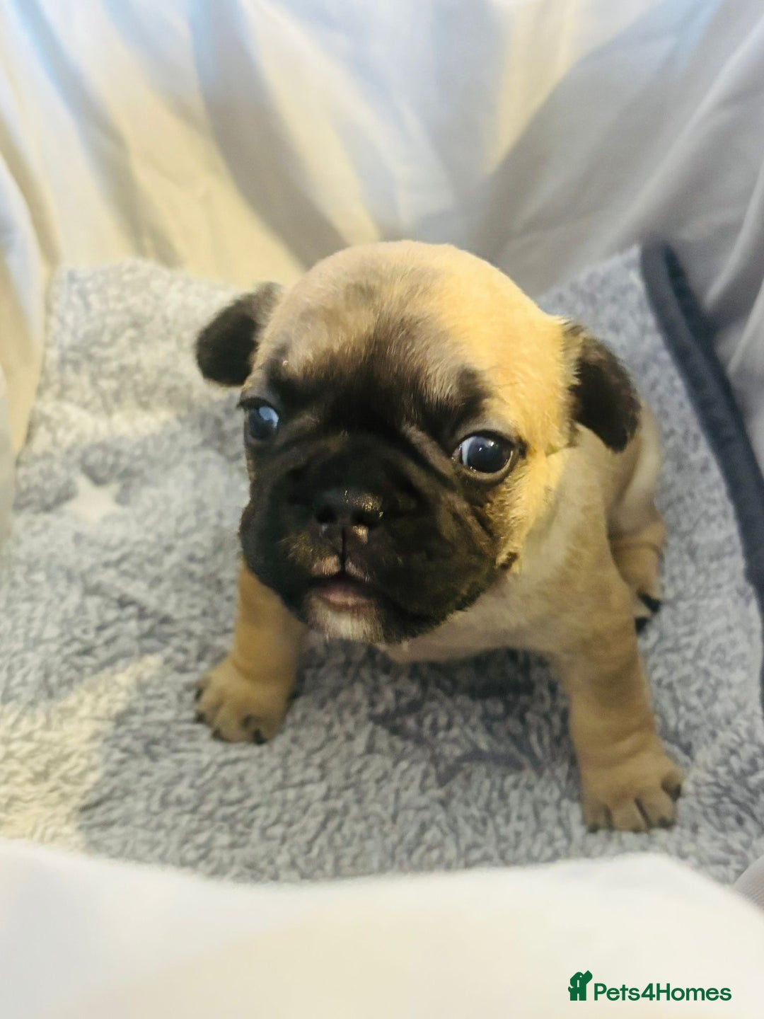 French Bulldog dogs for sale: French bulldog pups! - Image 3