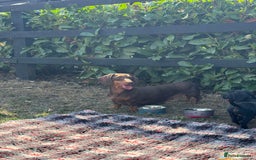 Mixed Breed dogs for sale: 🐾 Gorgeous Doxiepoo Puppies – Ready 07/08! 🐾 - Image 21