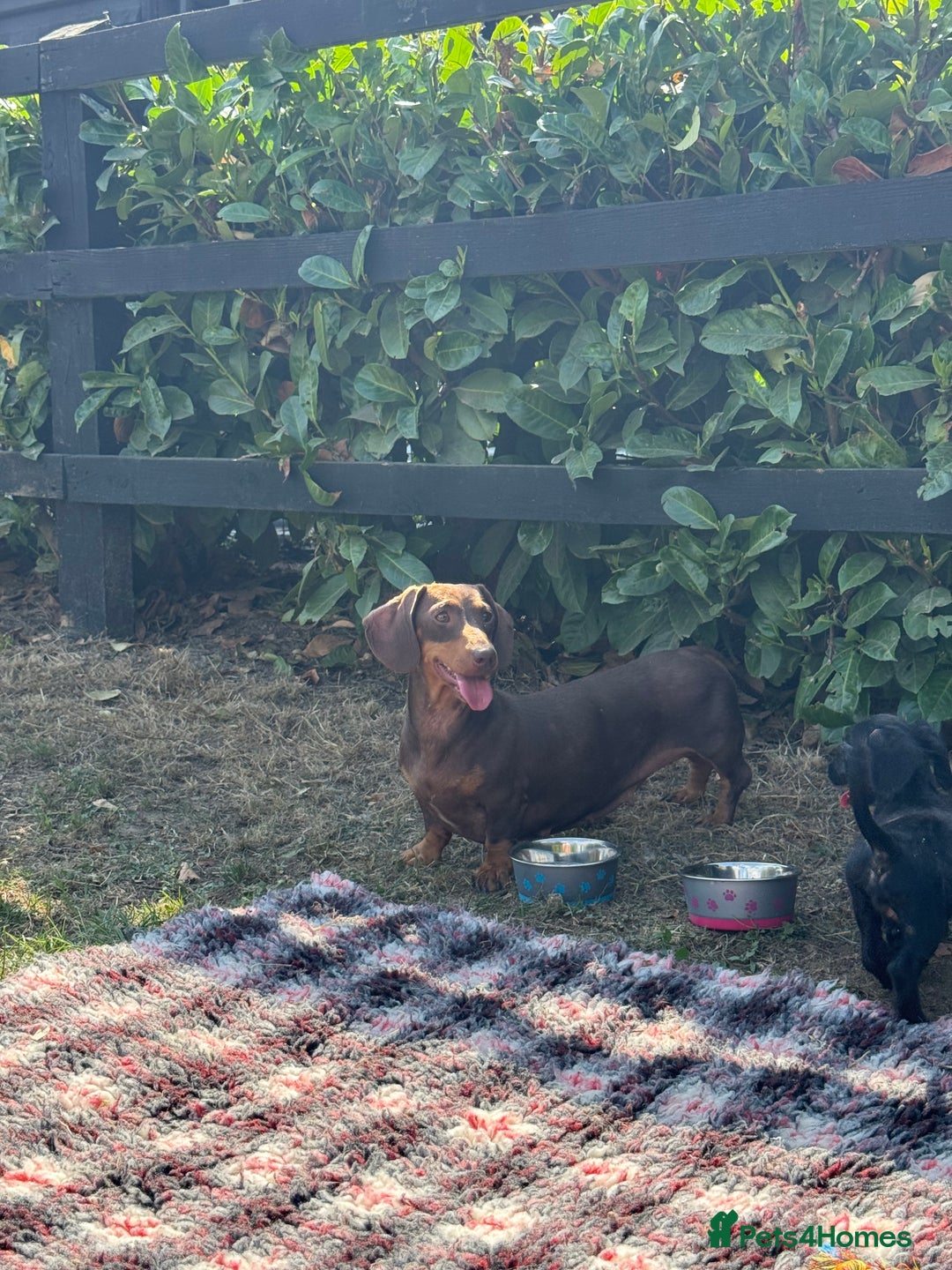 Mixed Breed dogs for sale: 🐾 Gorgeous Doxiepoo Puppies – Ready 07/08! 🐾 - Image 21